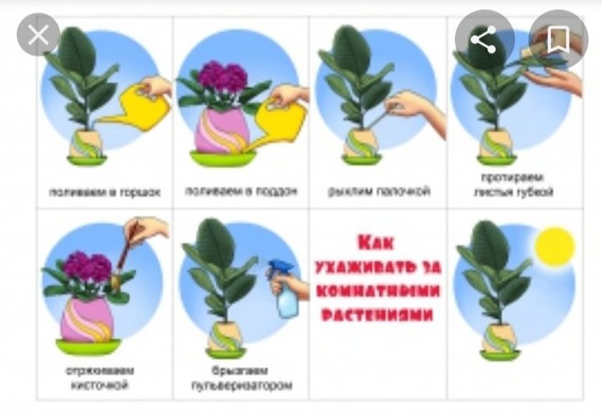 Комнатные растения
