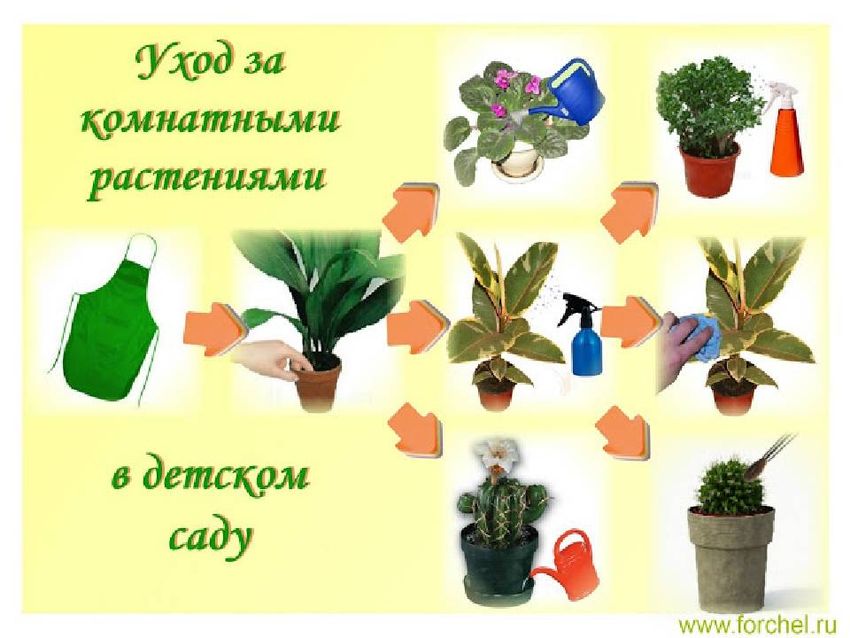 Комнатные растения средняя группа
