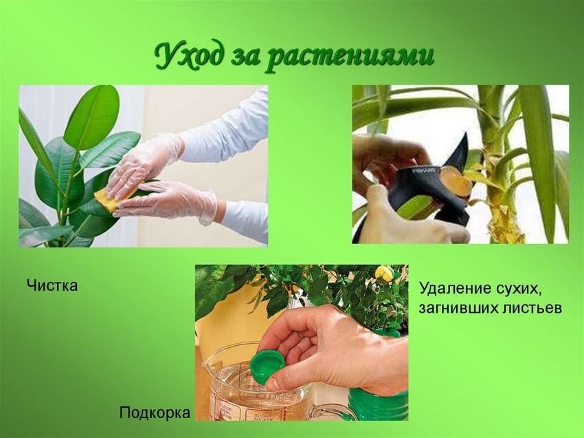 Уход за растениями