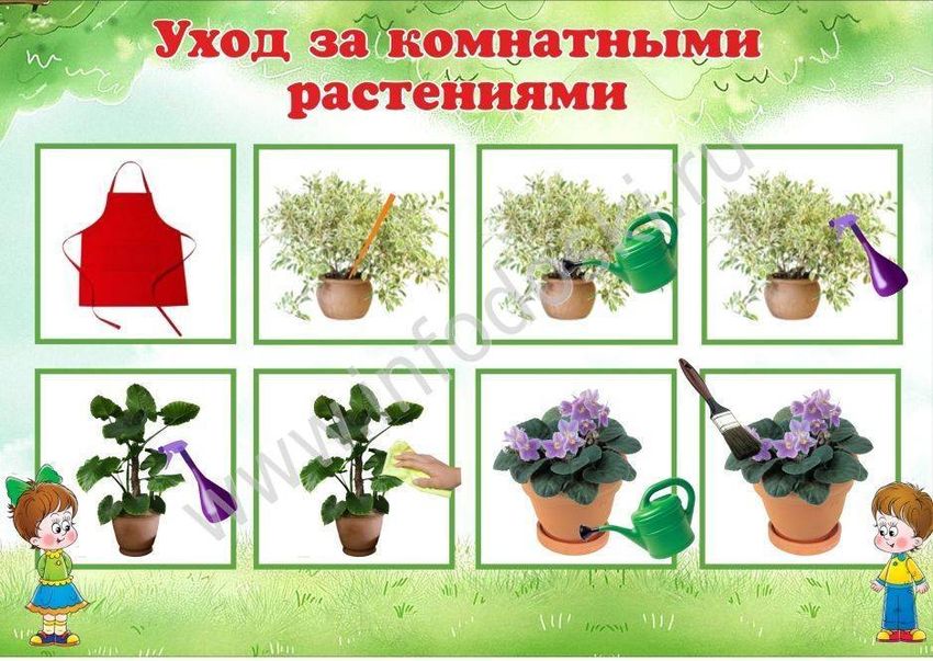 Комнатные растения средняя группа