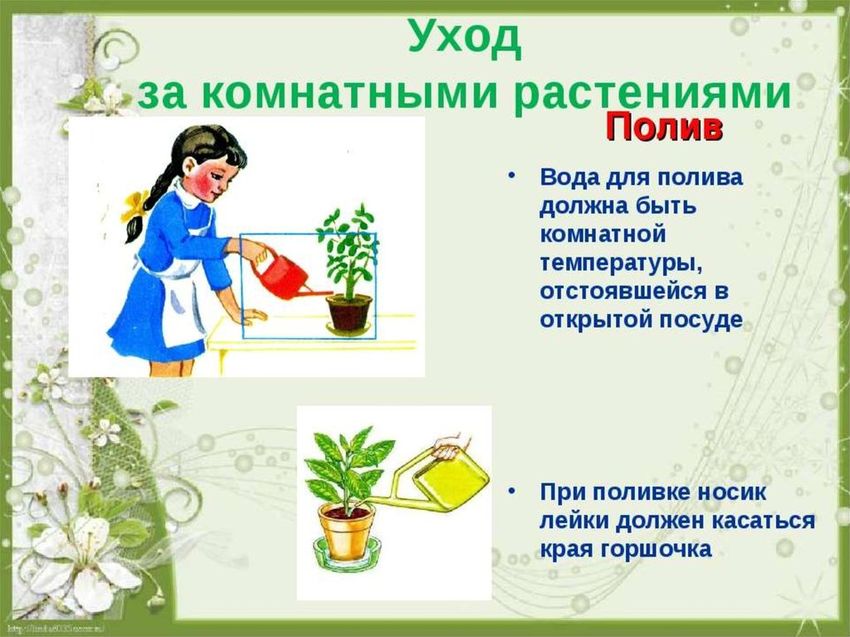 Правила полива комнатных растений