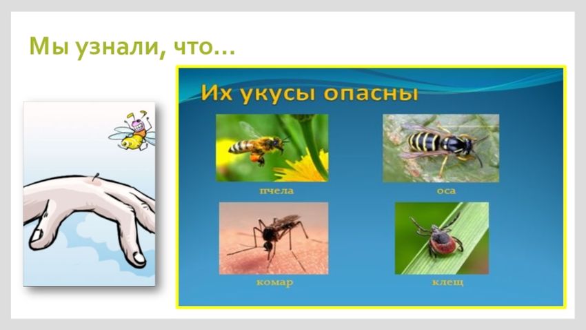 Укусы насекомых и защи