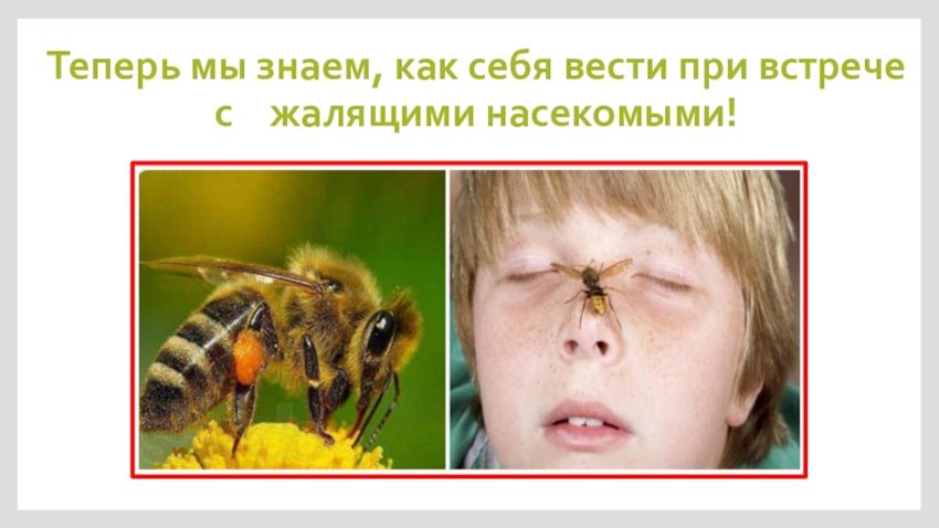 Оказание помощи при укусе пчелы