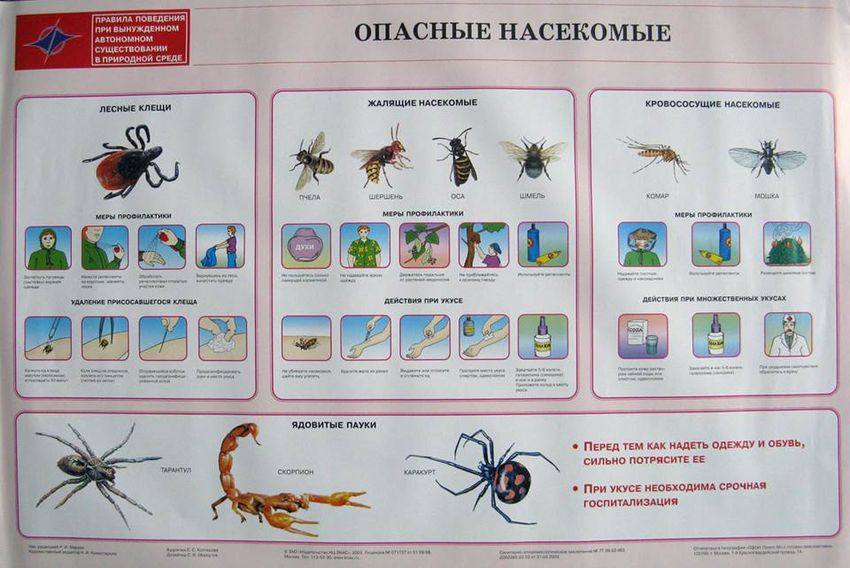 Насекомые для дошкольников