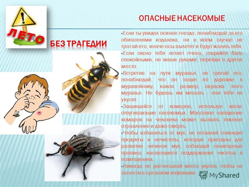 Укусы насекомых