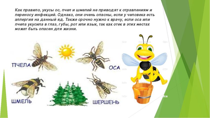 Пчела оса шмель