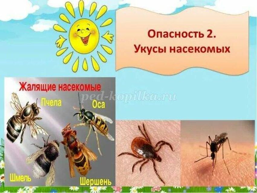 Укусы насекомых