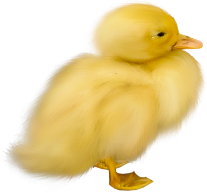 Утка на белом фоне