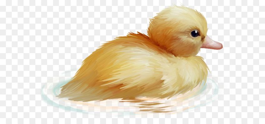 Утенок на прозрачном фоне