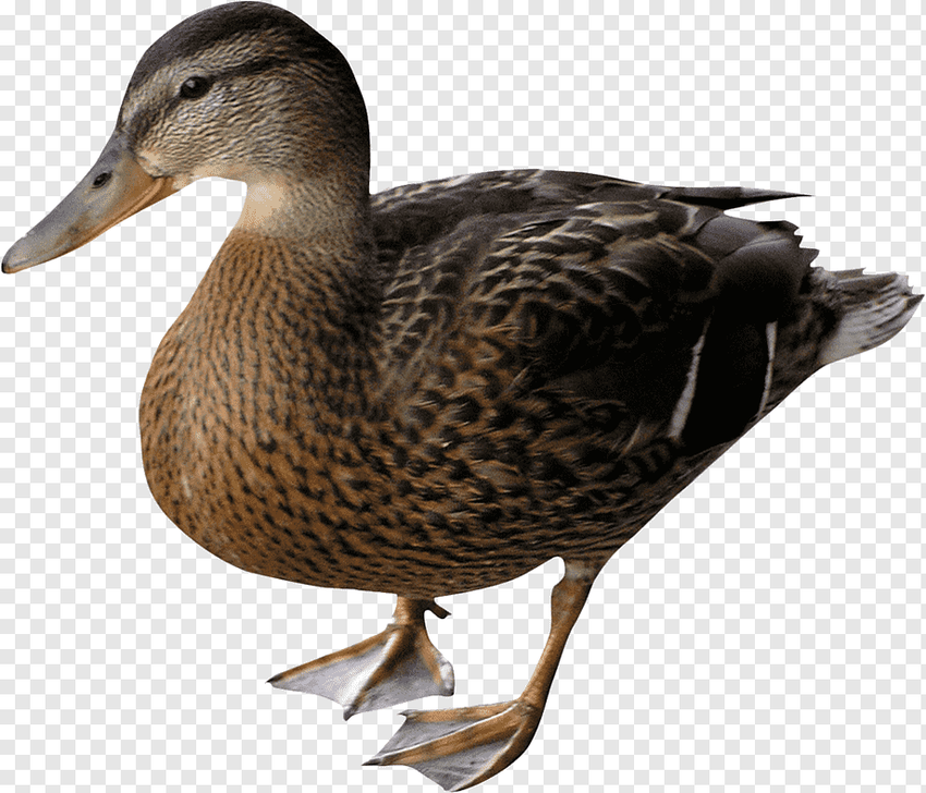 Утка