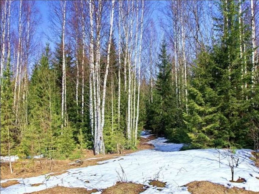 Весна в лесу