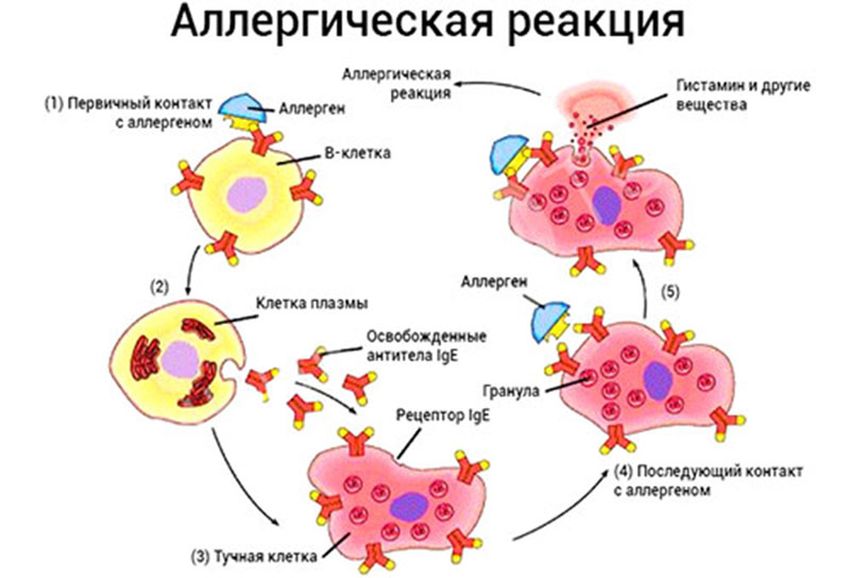 Механизм действия аллергической реакции Аллергическая реакция