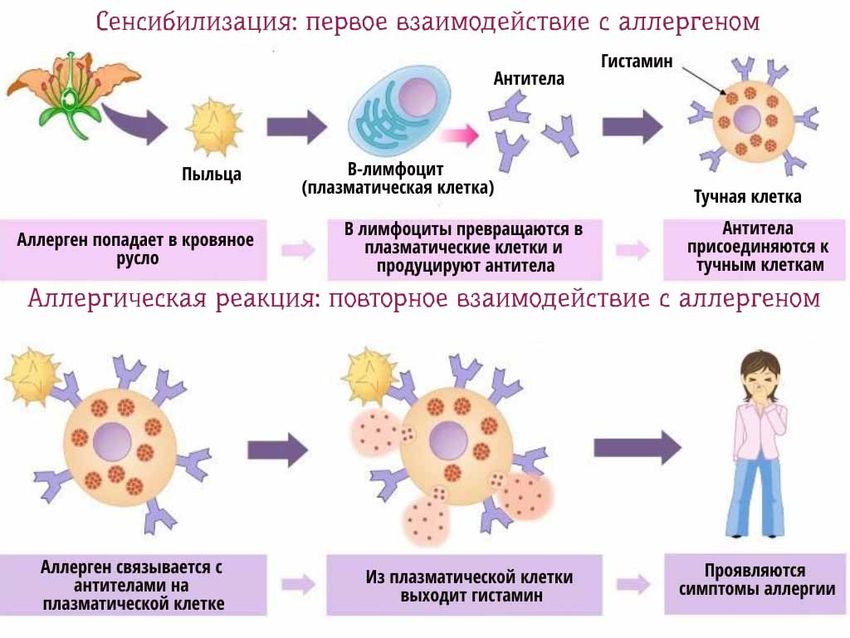 Аллергическая реакция Симптомы аллергической реакции