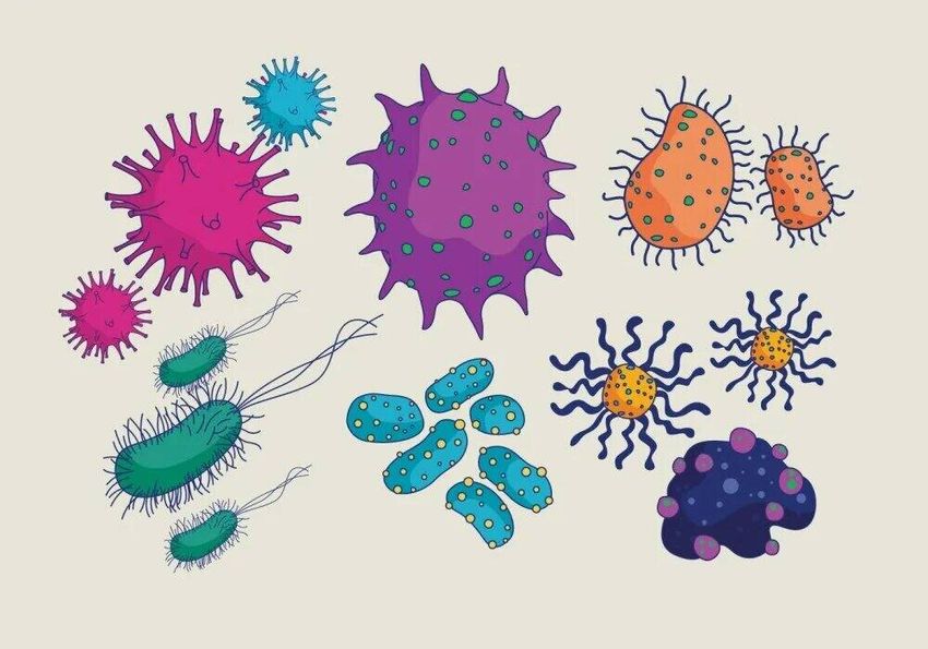 Вирусы бактерии