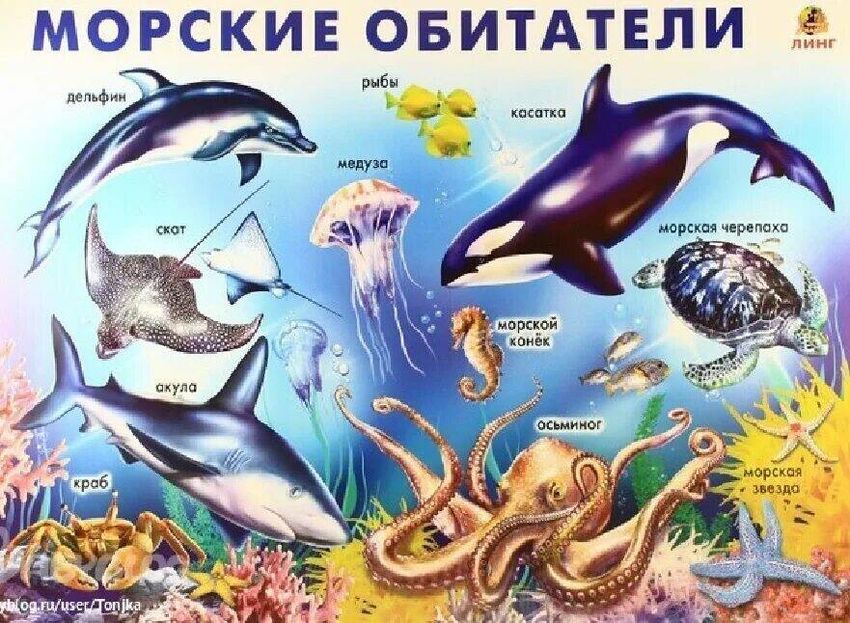 Плакат морские обитатели