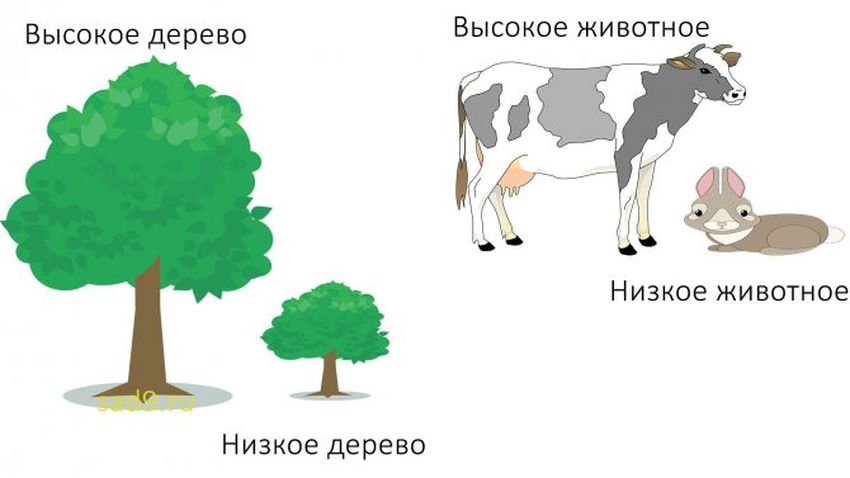 Дерево