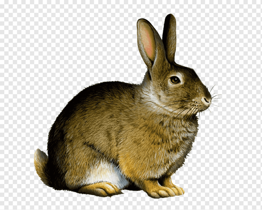Кролик