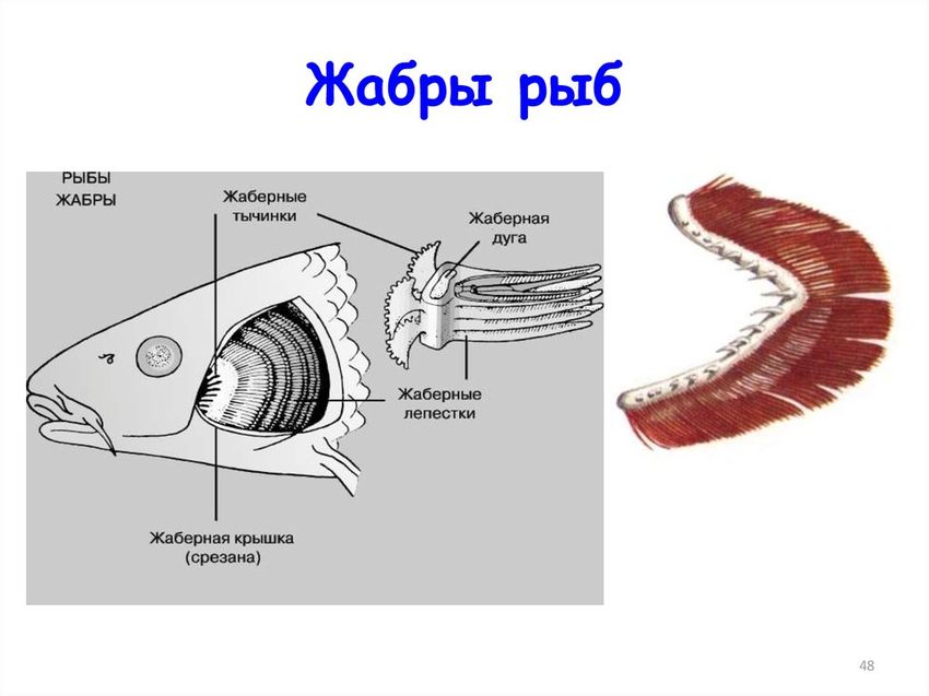 Строение жабр рыб