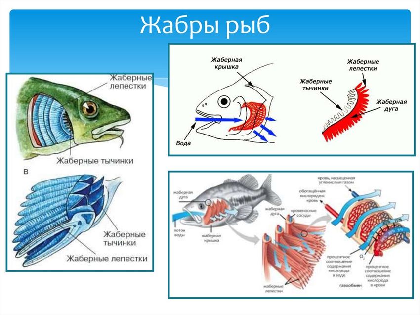 Строение жабр рыбы