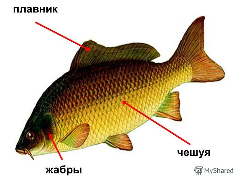 Рыба карп
