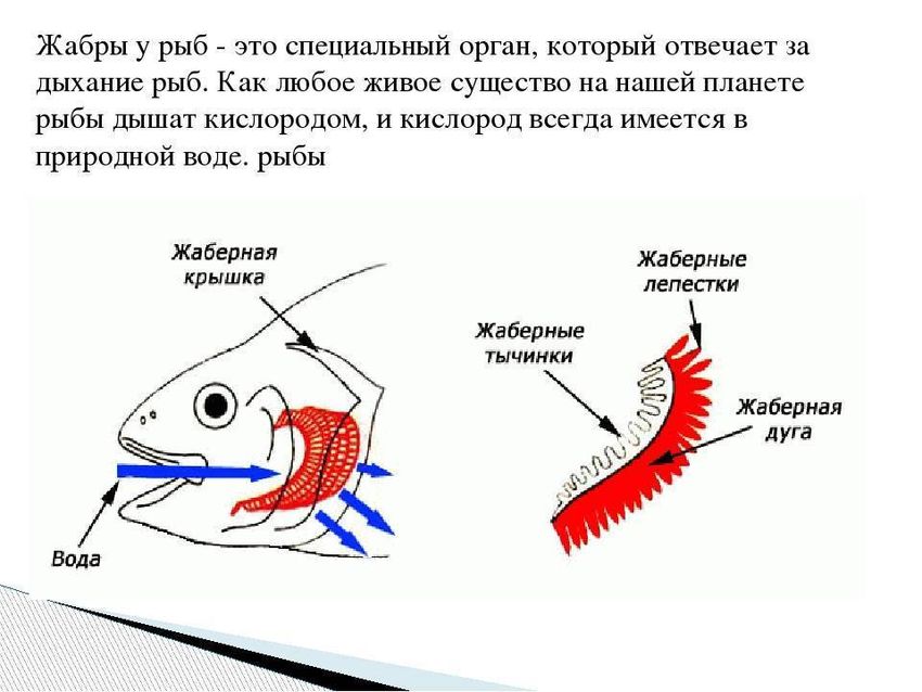 Внутреннее строение рыбы