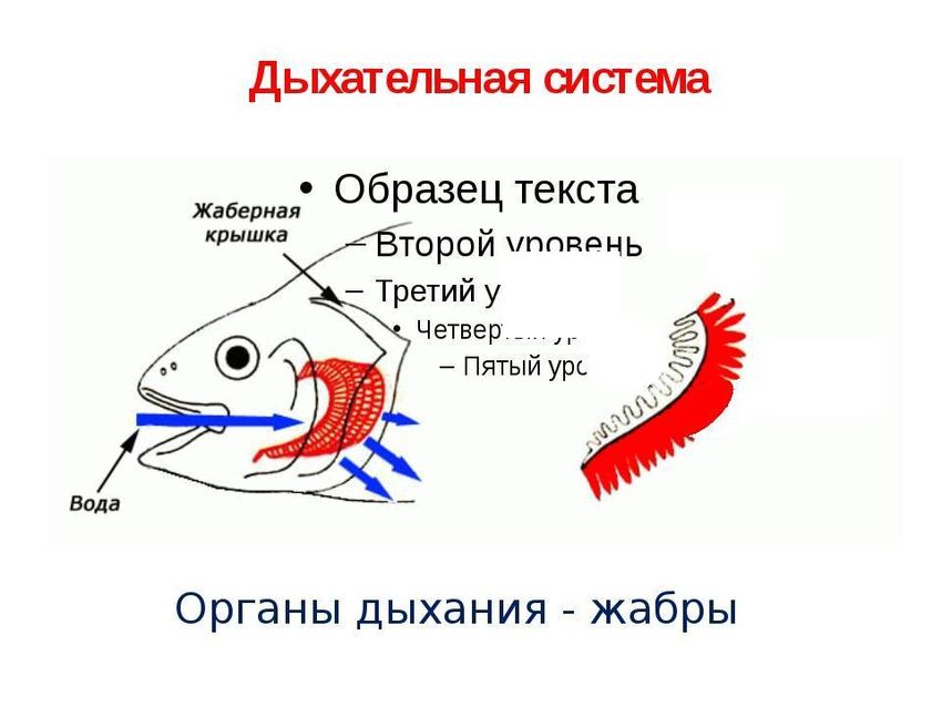 Дыхательная система рыб жабры