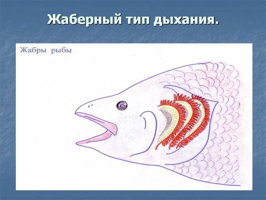 Дыхательная система рыб жабры