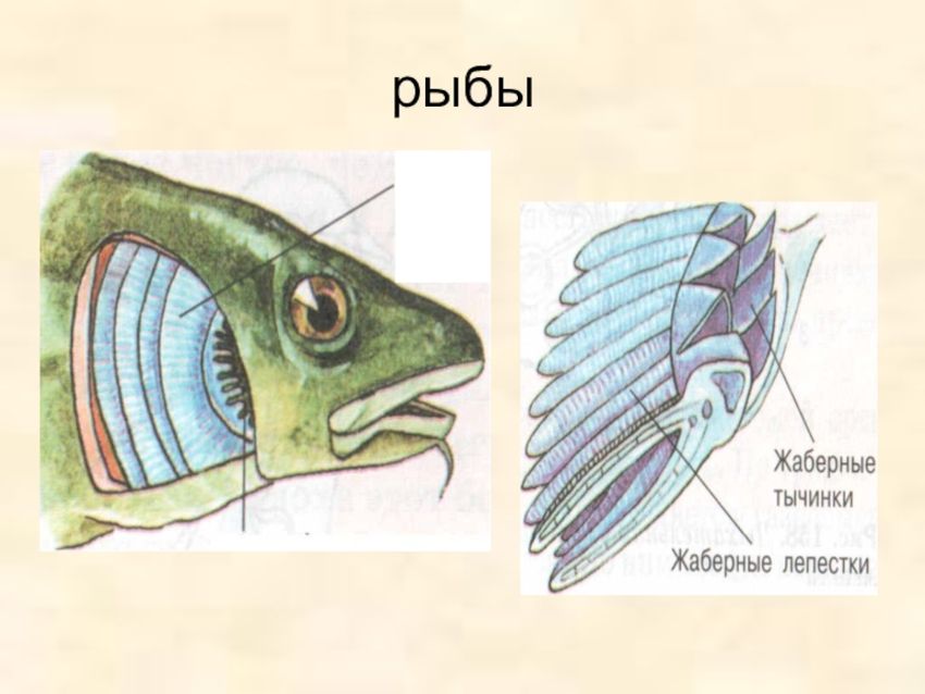 Жабры рыб