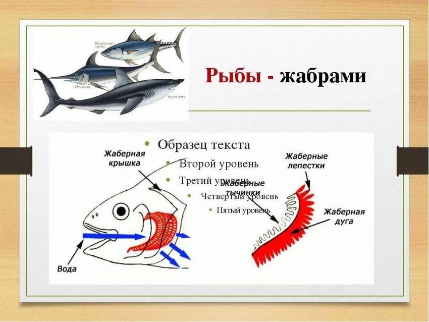 Строение жабр рыбы