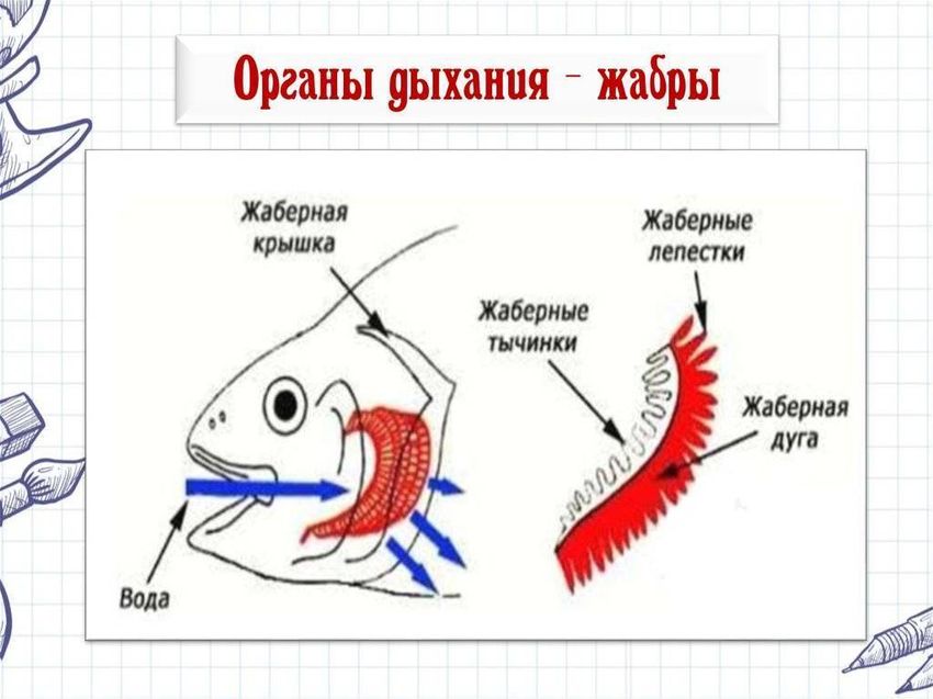 Органы дыхания рыб