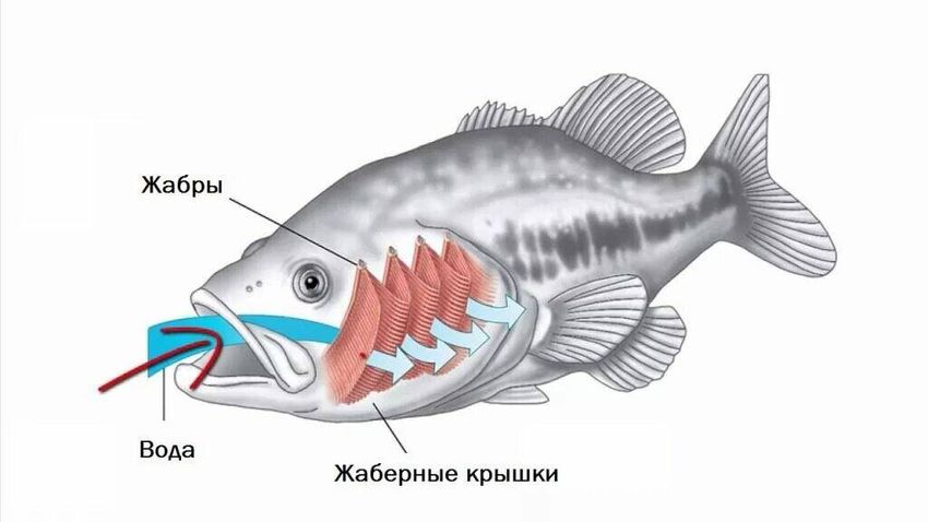 Внутреннее строение рыбы