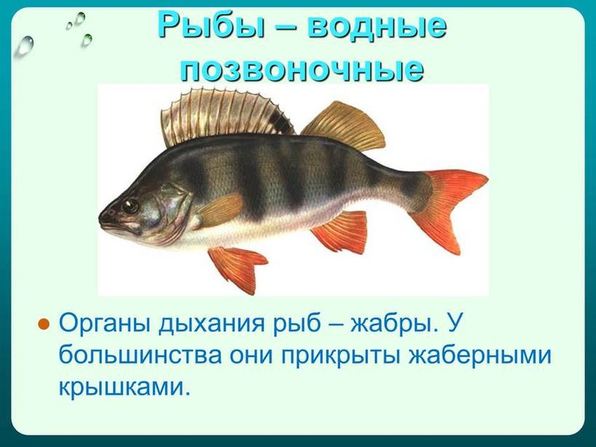 Жабры рыбы для дошкольников