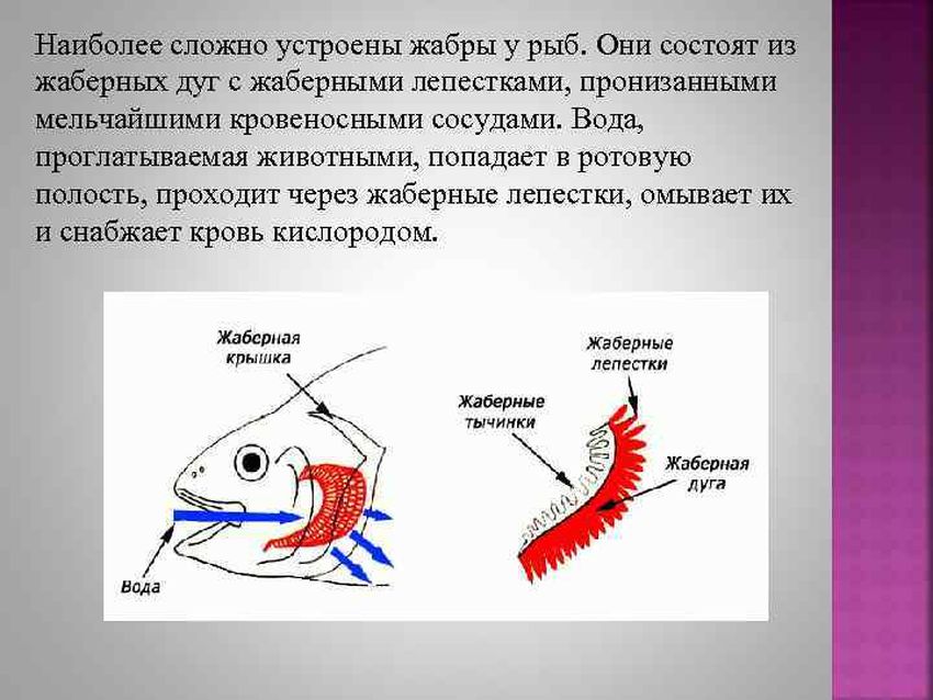 Жаберные дуги