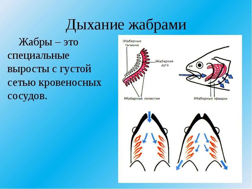 Жабры