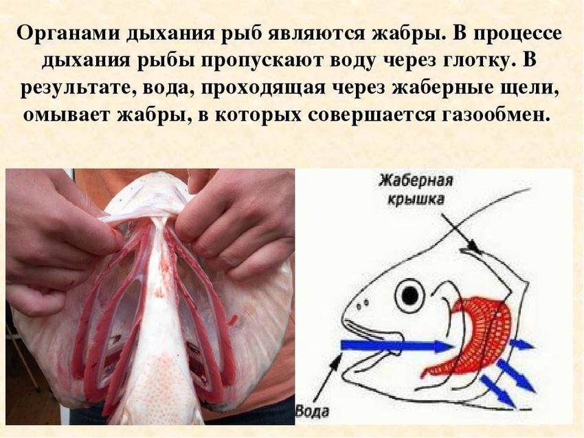 Дыхательная система жабры