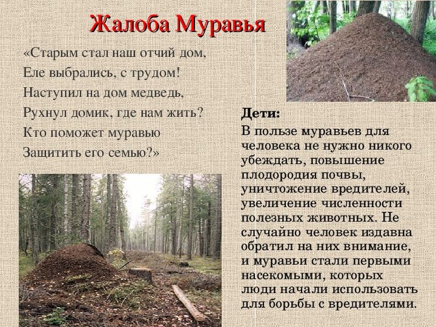 Муравейник Муравейник муравьи