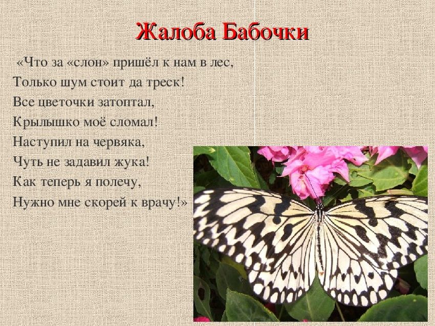 Бабочка Тропическая бабочка