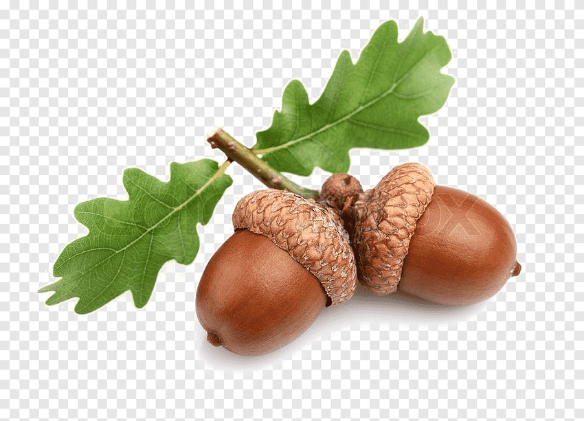 Дуб желуди