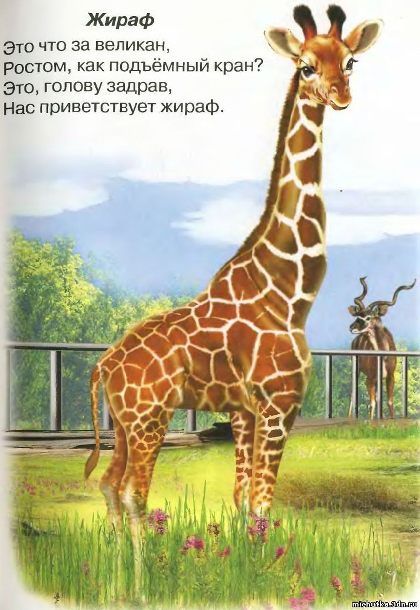 Жираф картинка для детей