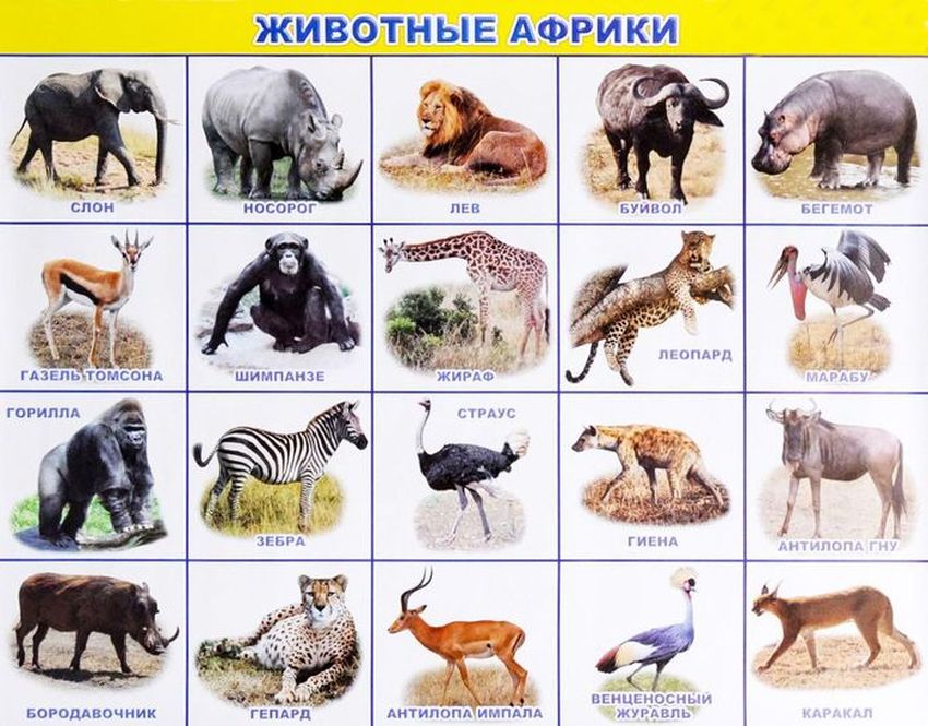 Животные африки картинки для детей