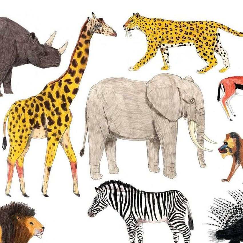 Животные африки Животные африки для детей