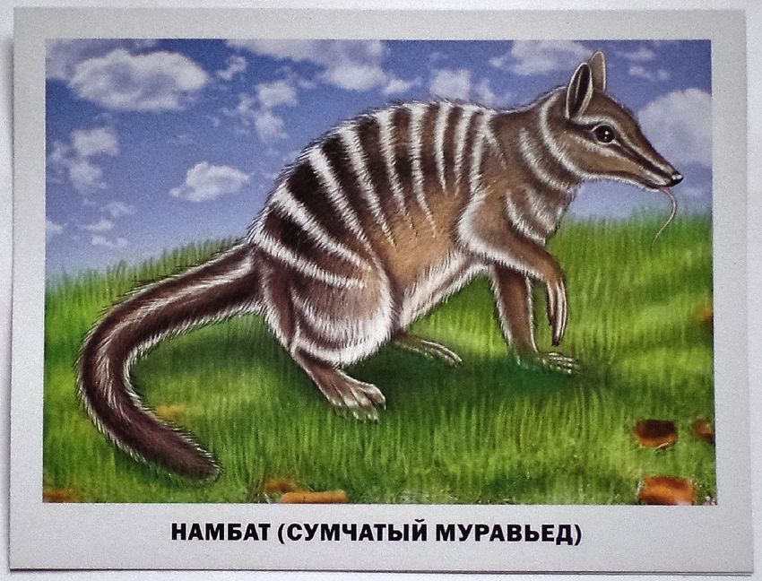 Сумчатый муравьед австралии