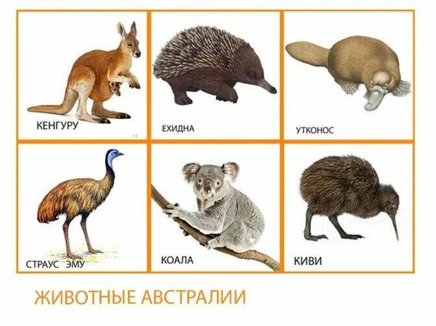 Коалы