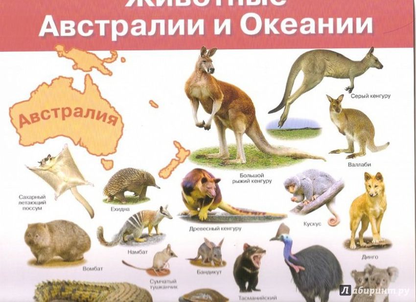 Животные австралии для детей