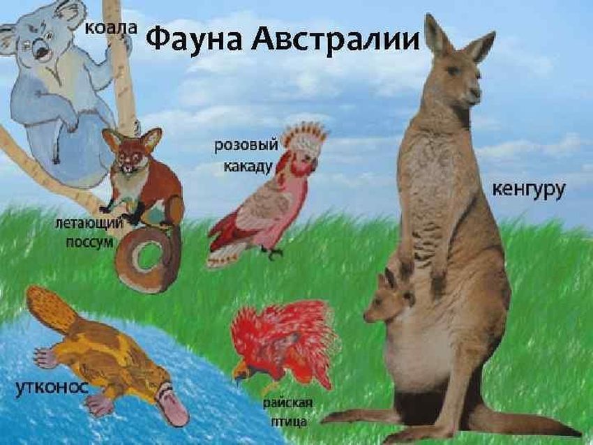 Австралия кенгуру