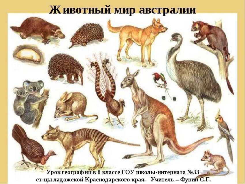 Животные австралии для детей