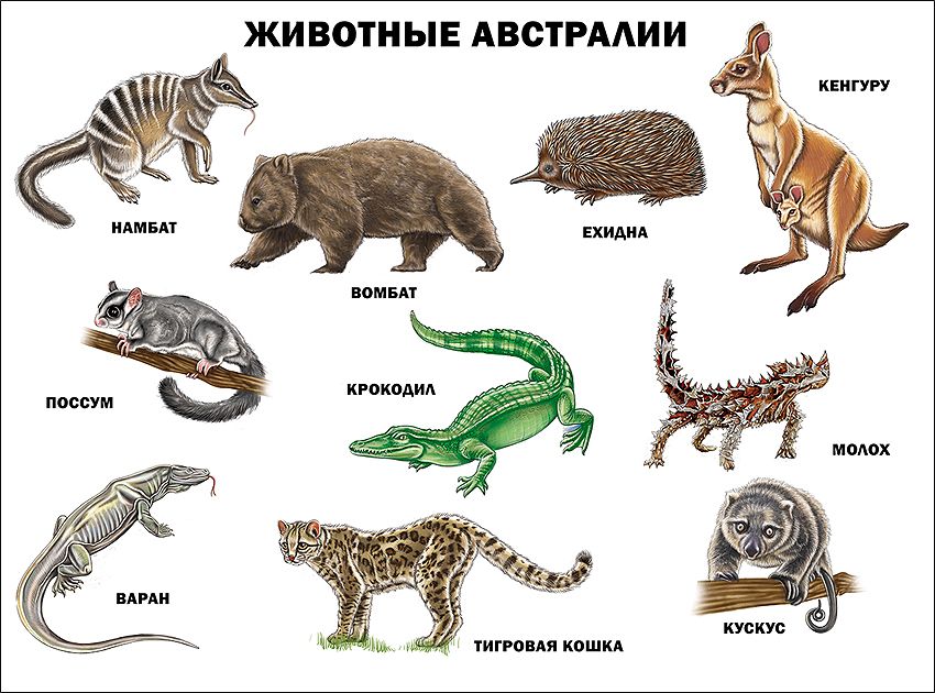 Плакат животные австралии