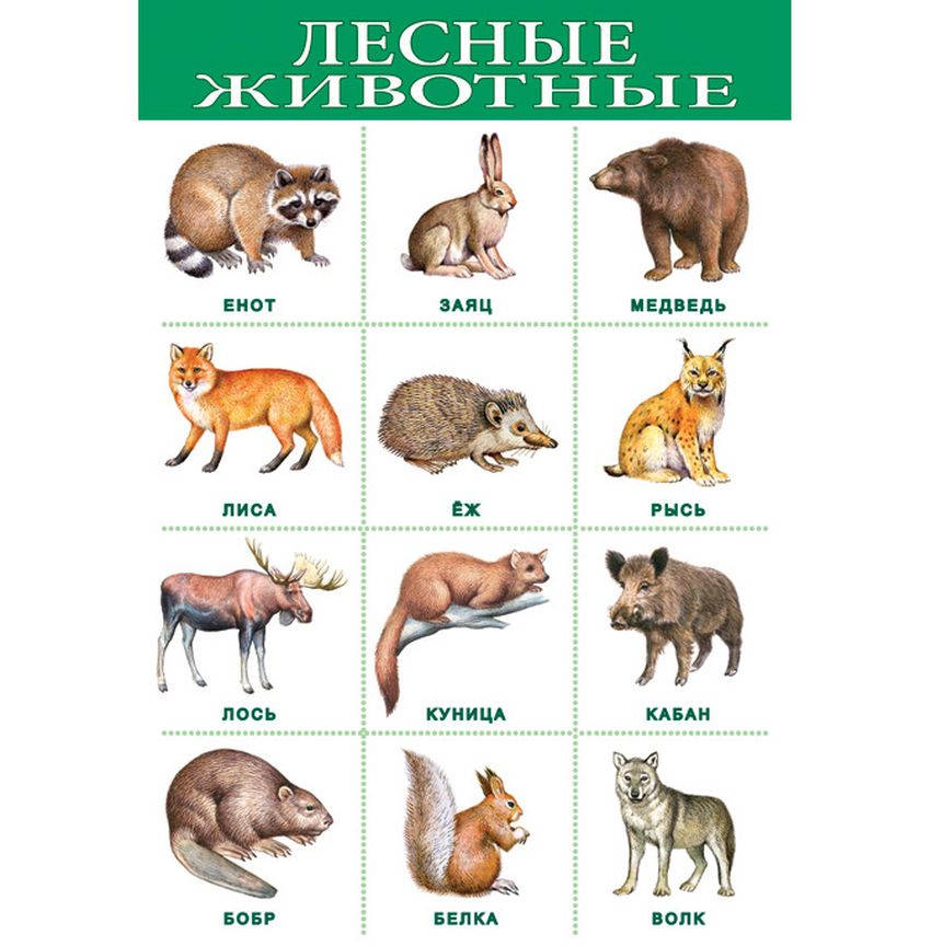 Животные плакат