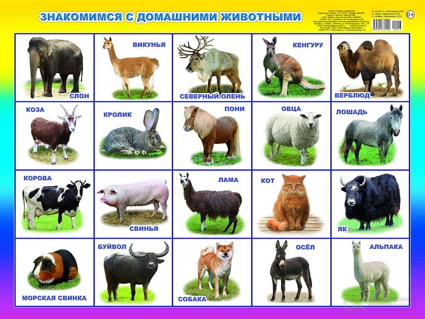 Домашние животные для детского сада