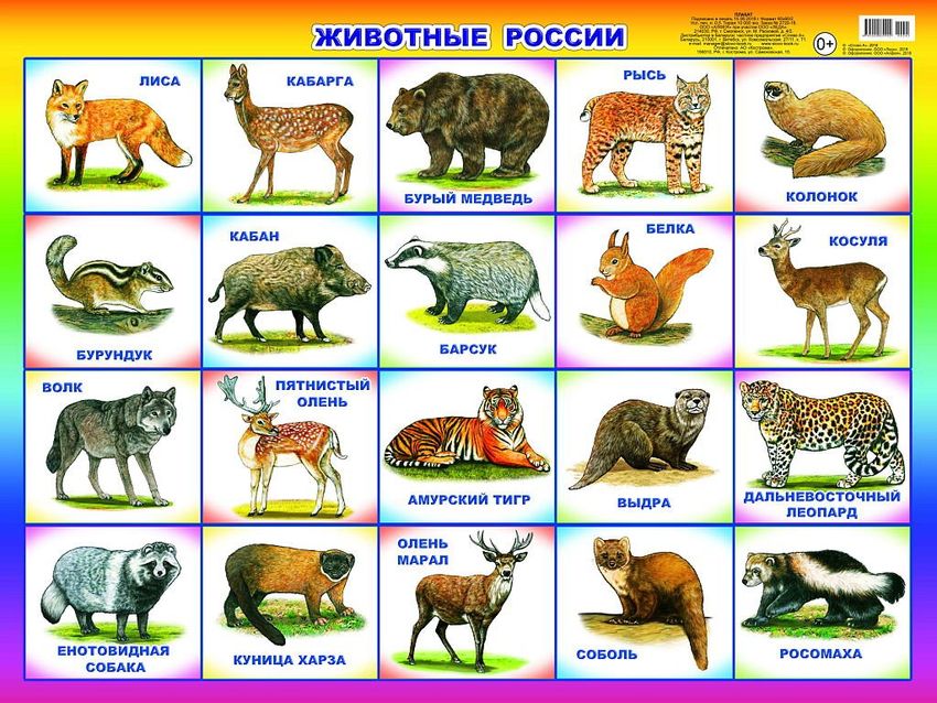 Животные россии